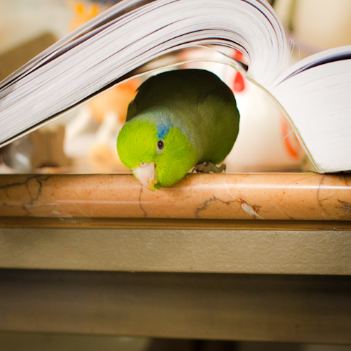Birdie under a book